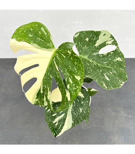 【極美】希少斑入り モンステラ・ボルシギアナ・アルボ 現物出品 大株 美斑あり 現品］【希少】 モンステラ ボルシギアナ 7号 白 斑入り 観葉